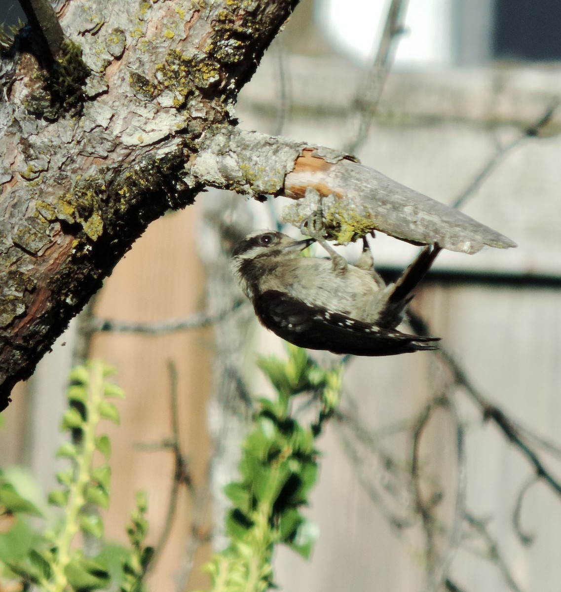 Downy Woodpecker (Pacific) - ML638902805