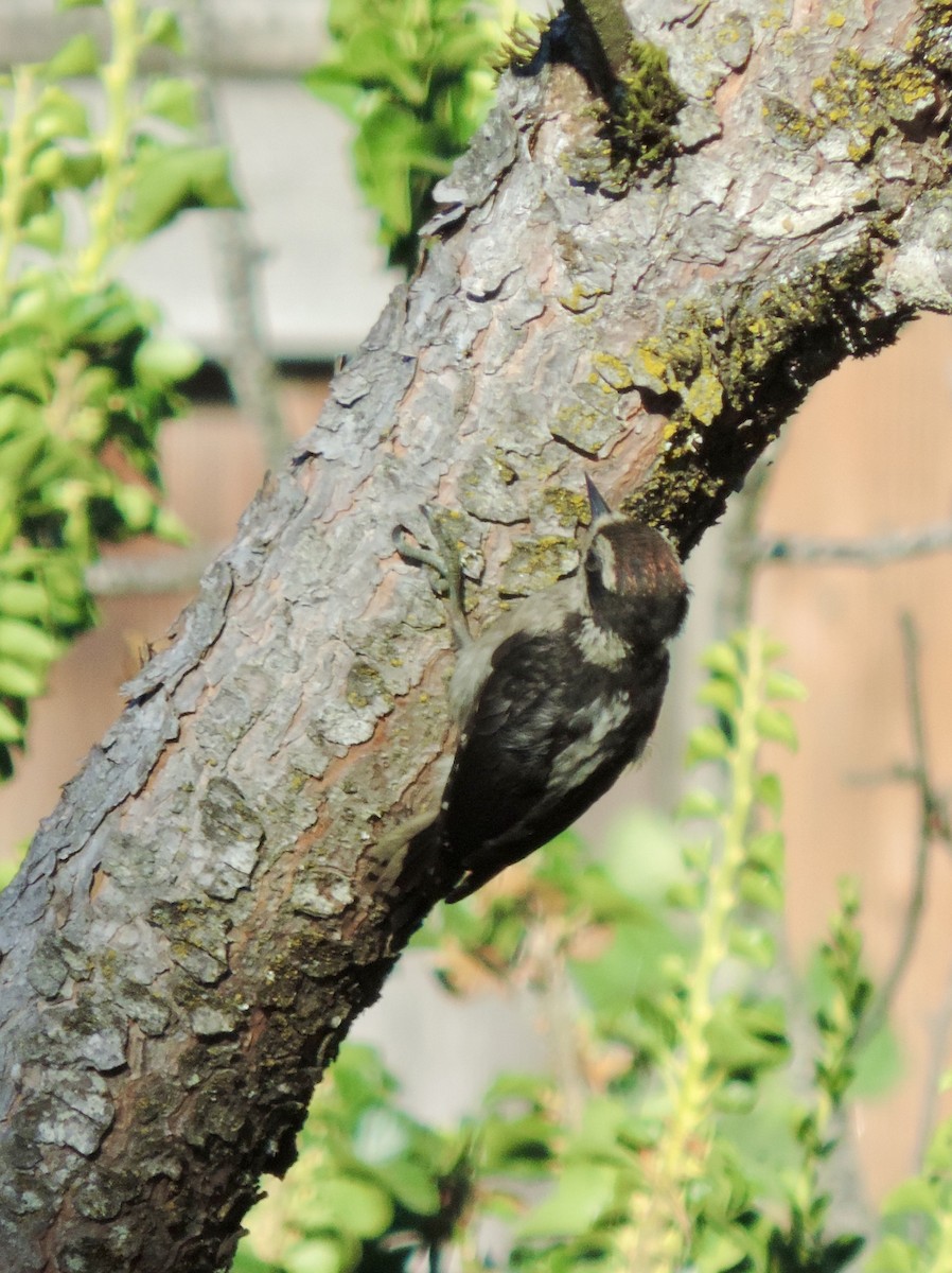 Downy Woodpecker (Pacific) - ML638902807