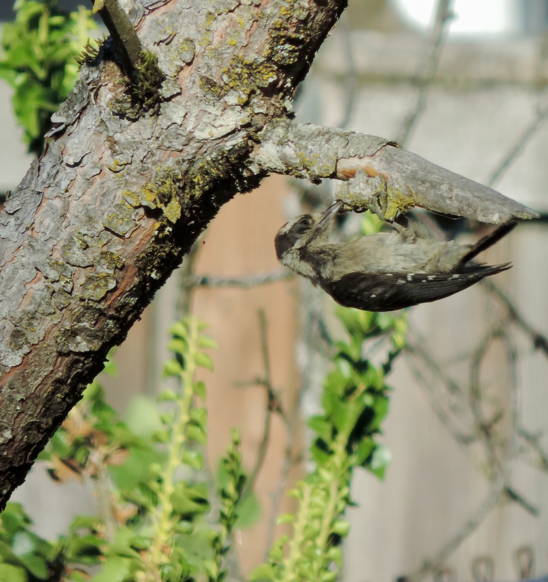 Downy Woodpecker (Pacific) - ML638902808