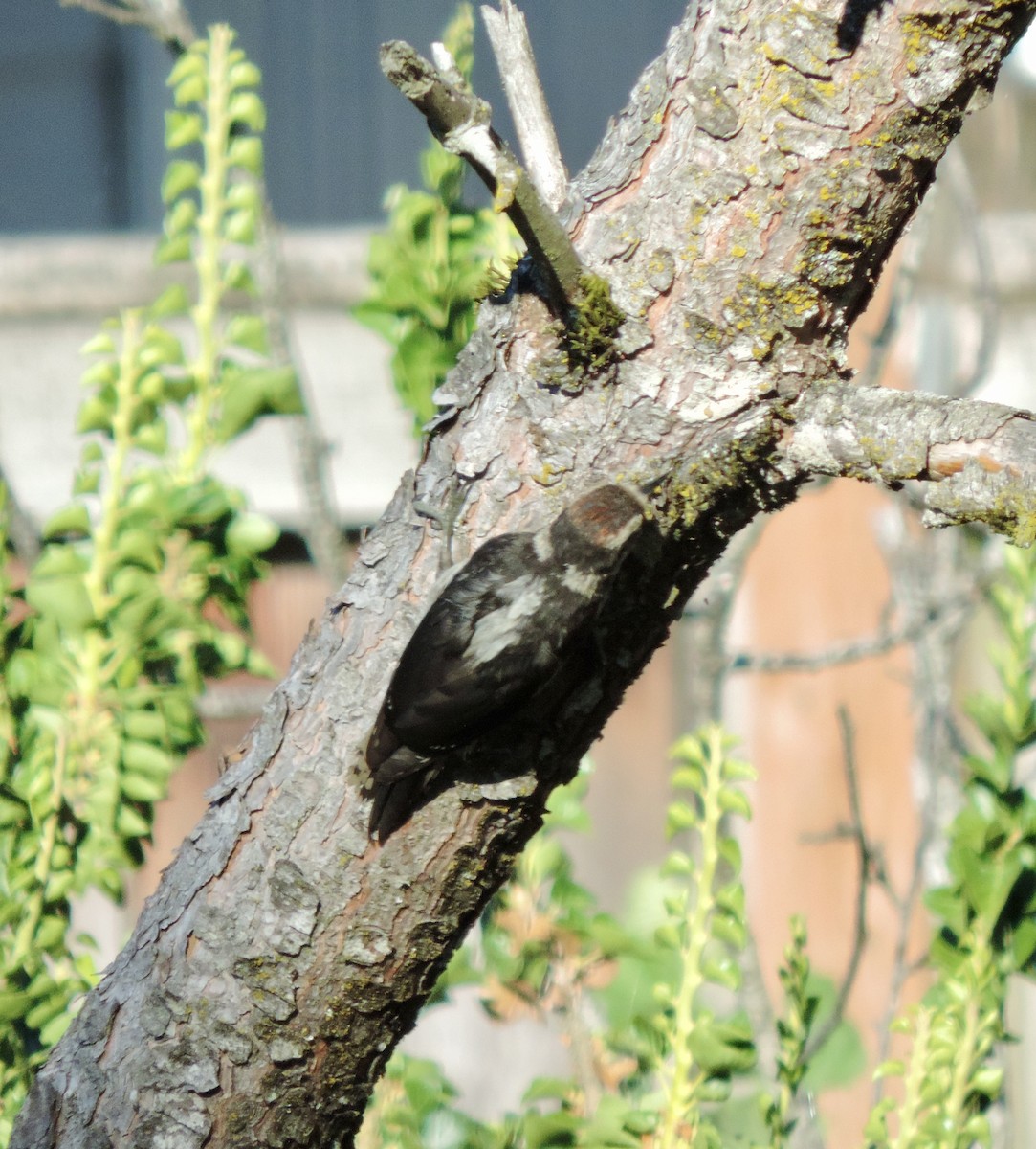 Downy Woodpecker (Pacific) - ML638902810