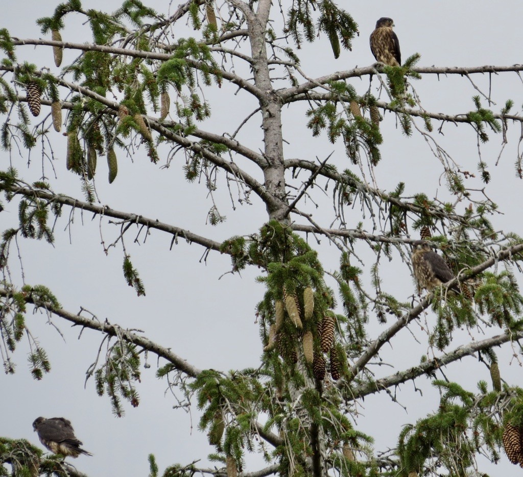 Merlin - ML638902812