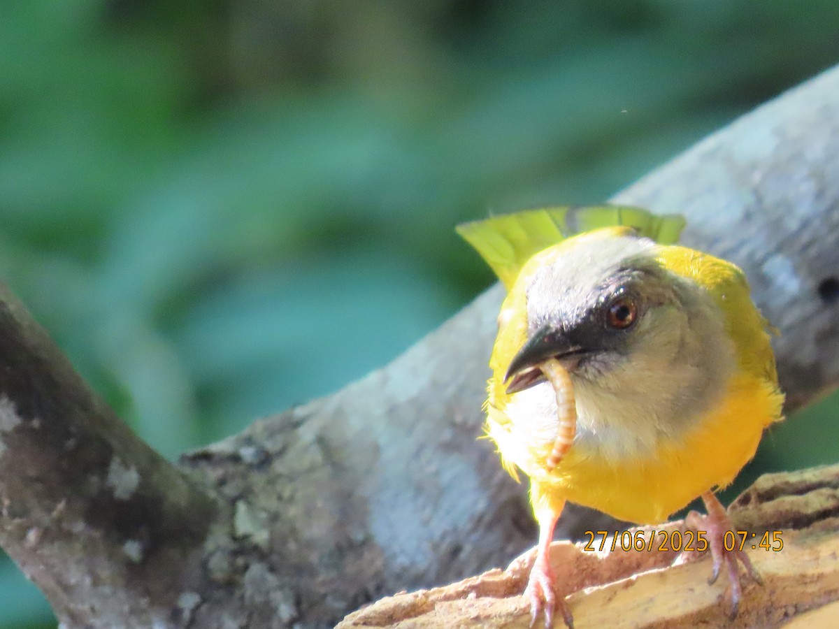 Gray-headed Tanager - ML638902813