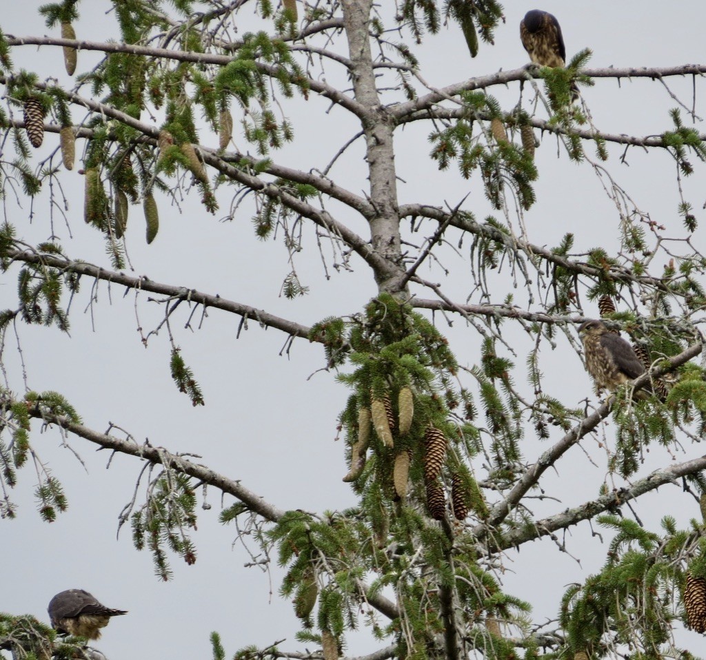 Merlin - ML638902819