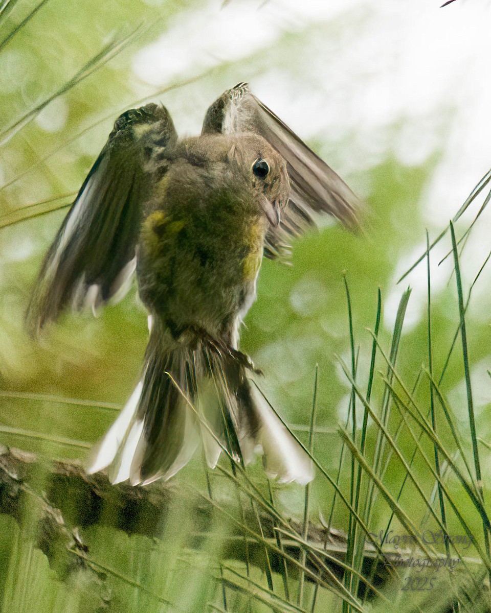 Pine Warbler - ML638902838