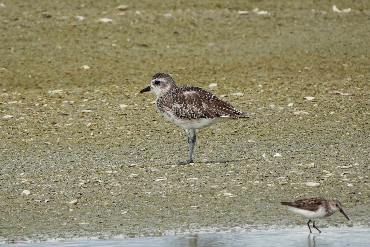 Black-bellied Plover - ML638902949