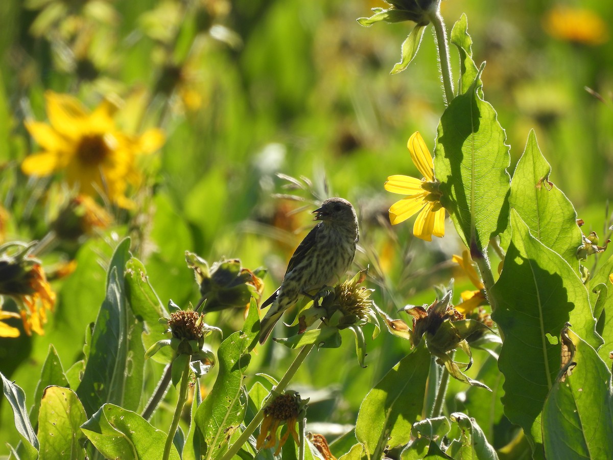 Pine Siskin - ML638902965