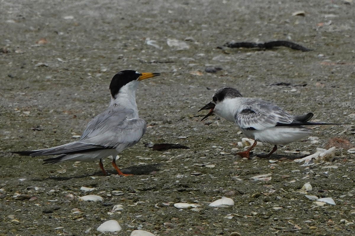 Least Tern - ML638902972