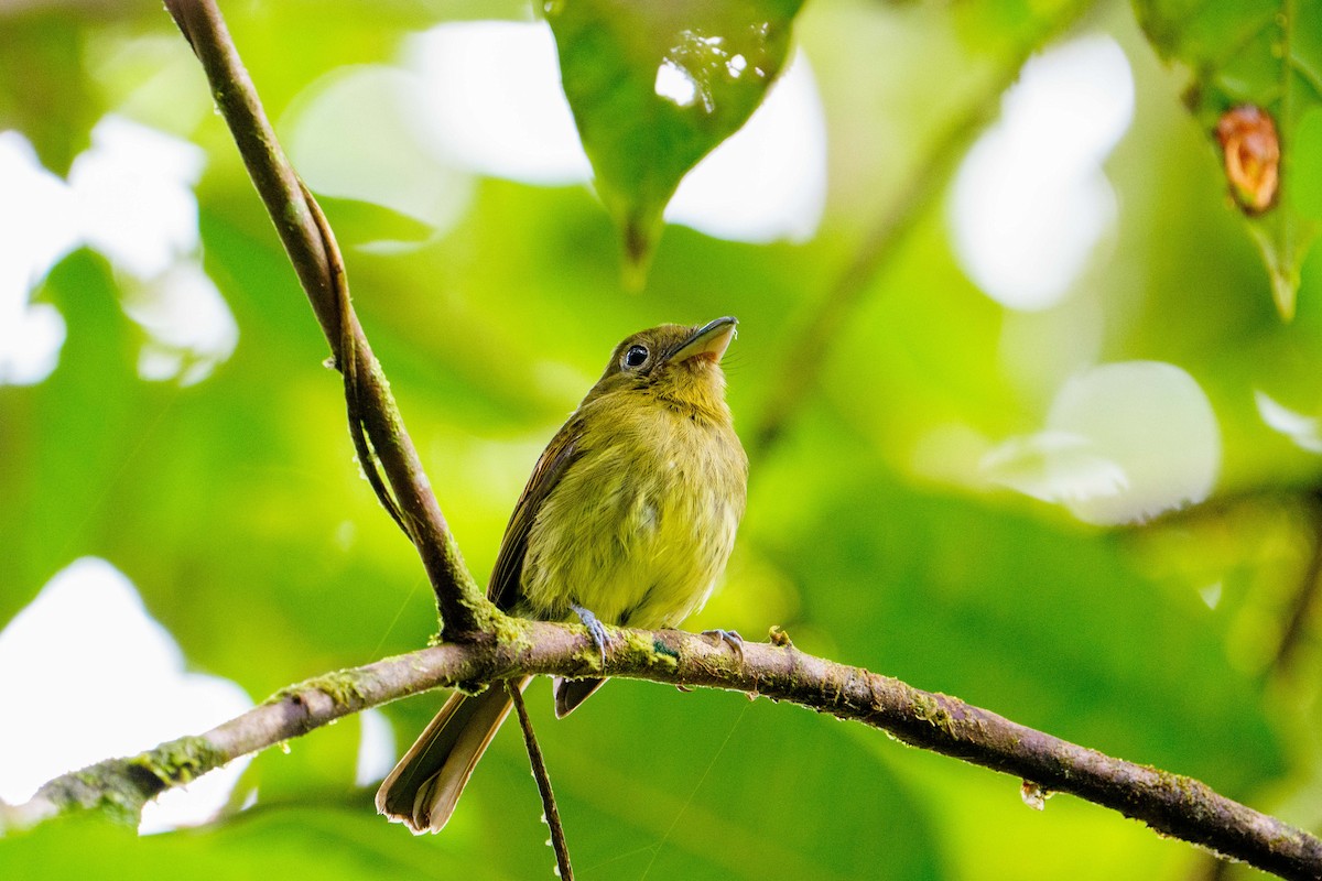 Fulvous-breasted Flatbill - ML638902979