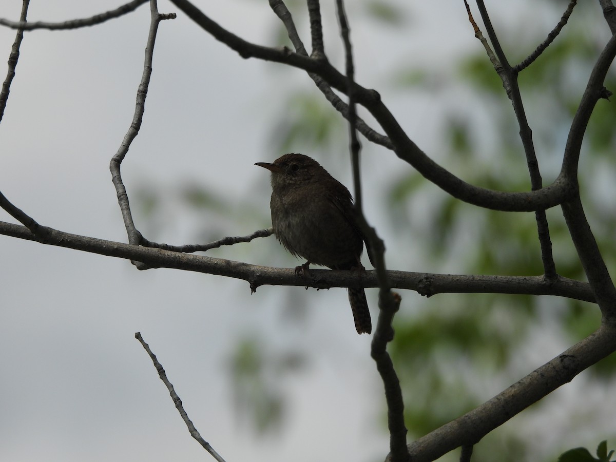 Northern House Wren - ML638903008