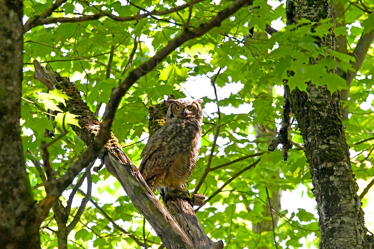 Great Horned Owl - ML638903010