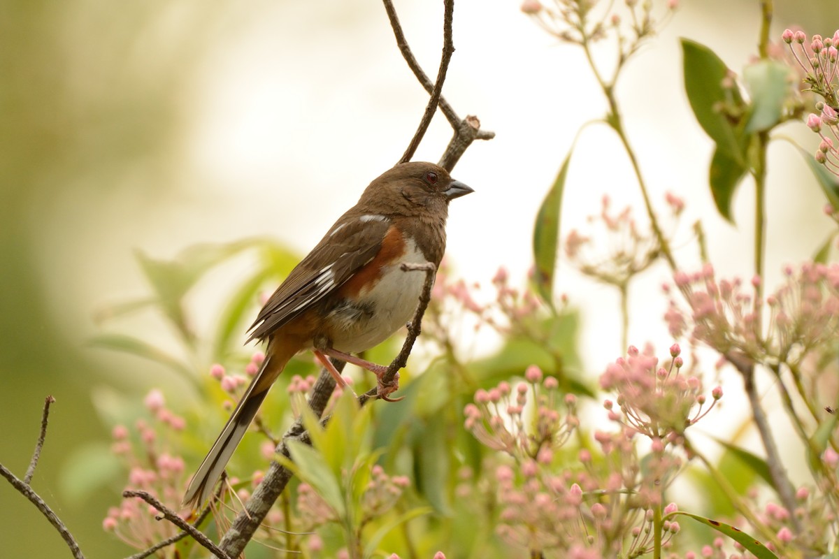 Eastern Towhee (Red-eyed) - ML638903026