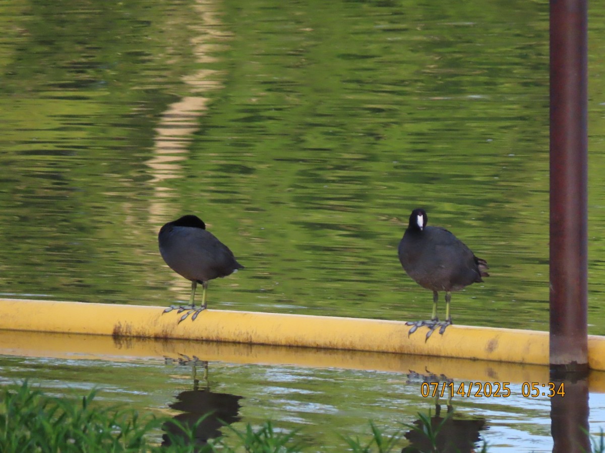 American Coot - ML638903060