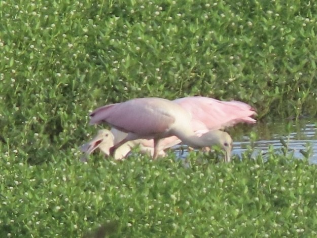 Roseate Spoonbill - ML638903135
