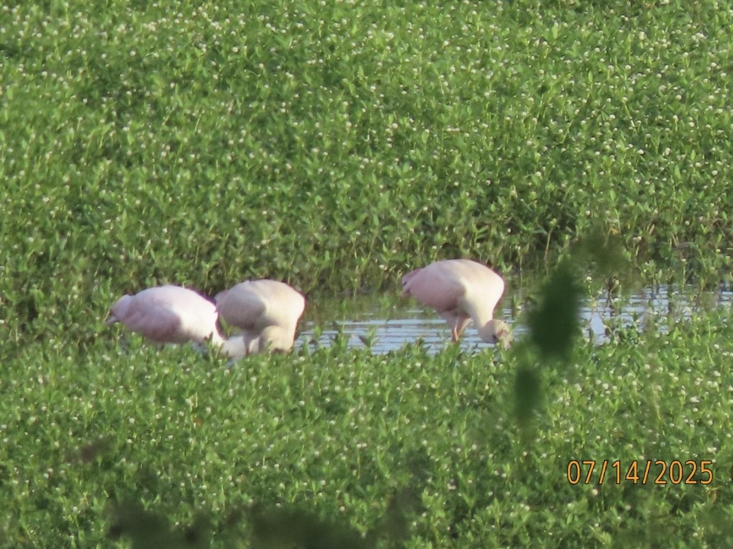 Roseate Spoonbill - ML638903136