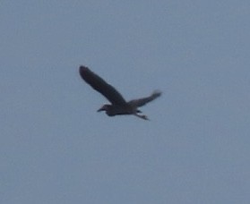 Yellow-crowned Night Heron - ML638903144