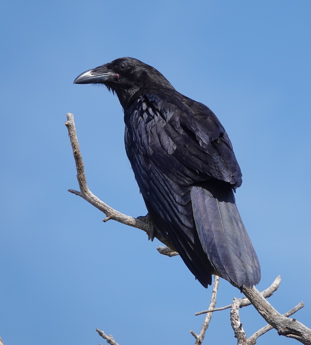 Common Raven - ML638903145