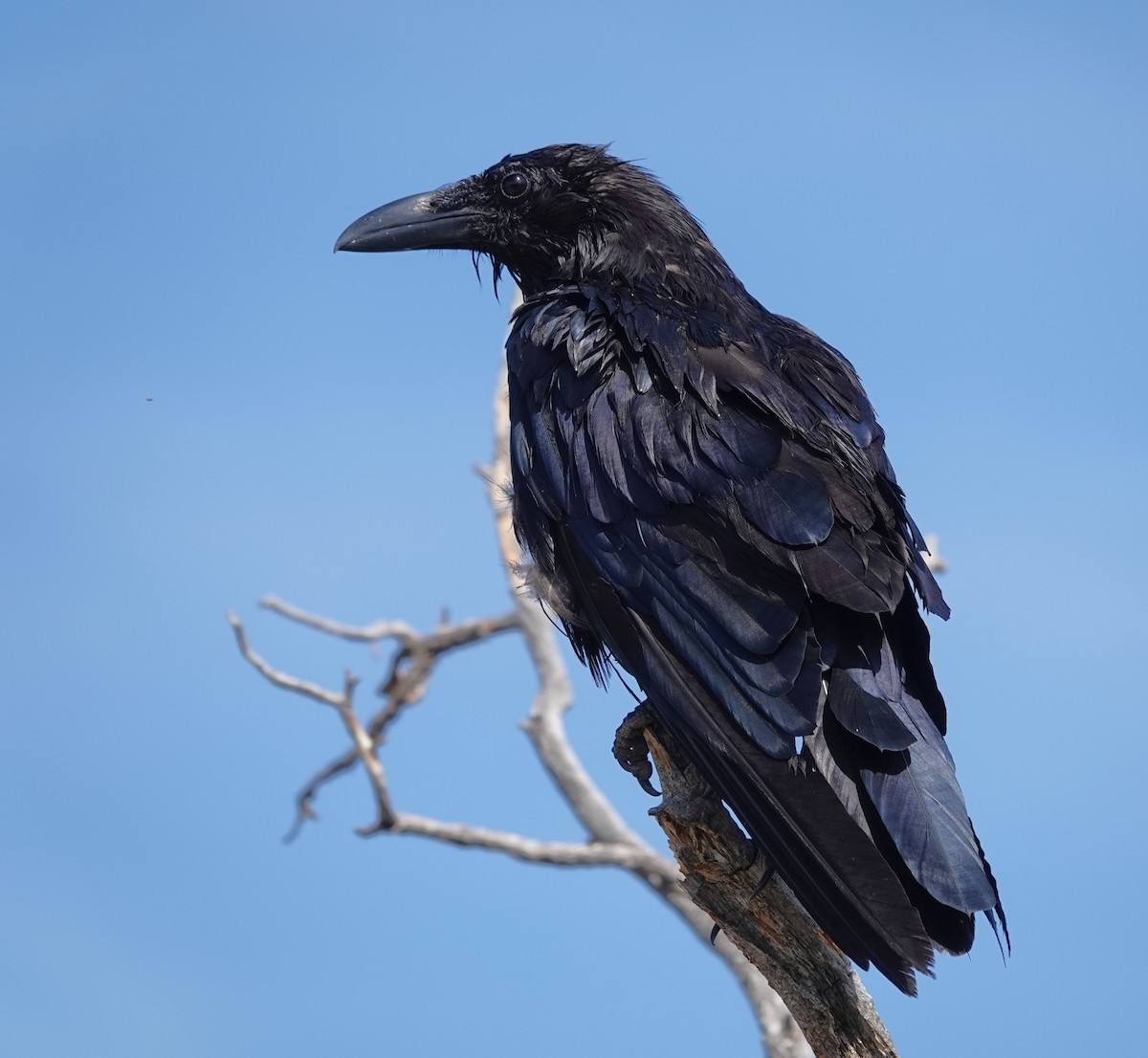 Common Raven - ML638903147