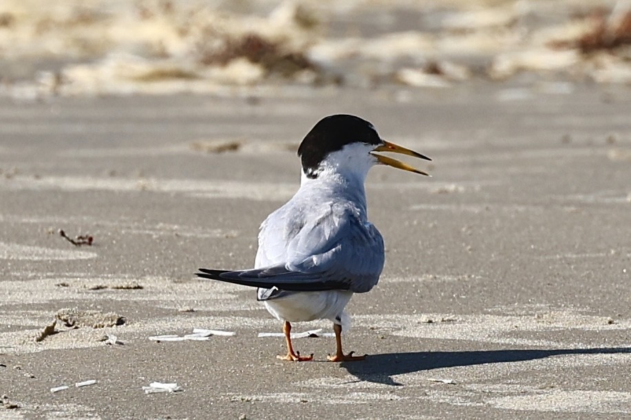 Least Tern - ML638903170