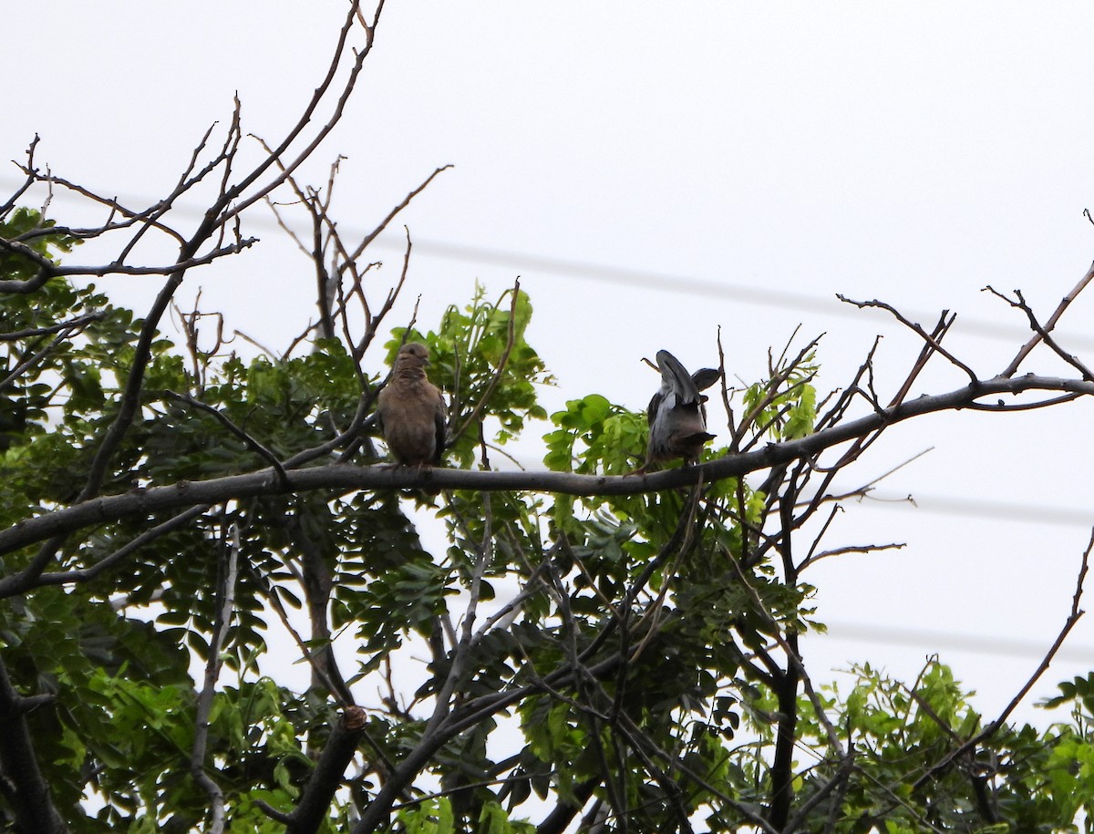 Eared Dove - ML638903242