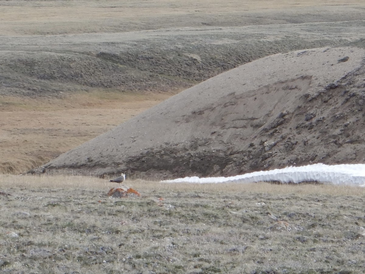 Long-tailed Jaeger - ML638903274