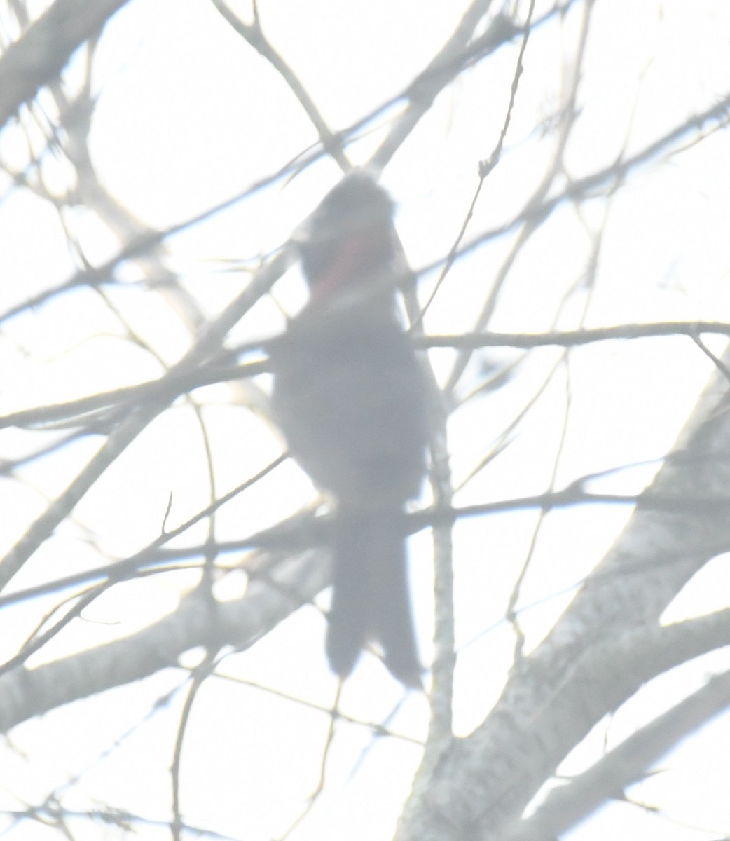 Crimson-collared Grosbeak - ML638903275