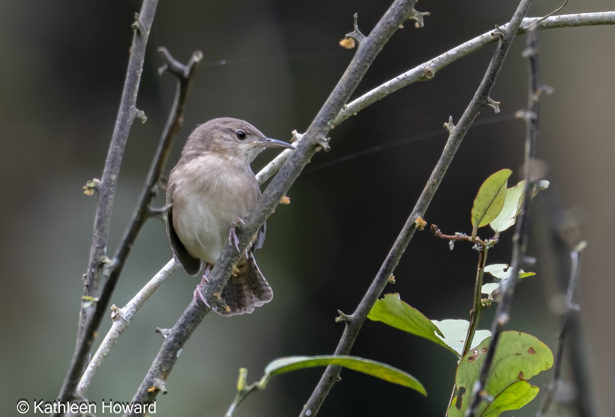 Southern House Wren - ML638903296