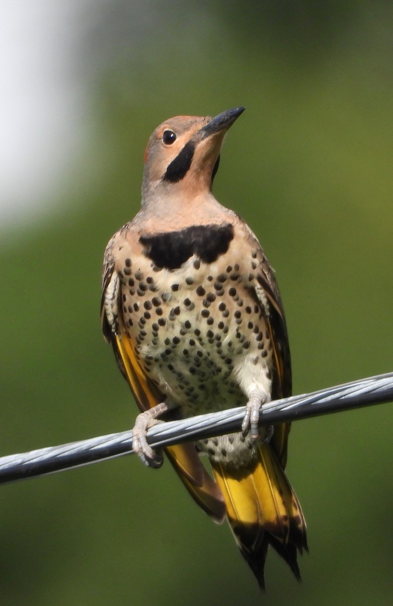 Northern Flicker - ML638903304