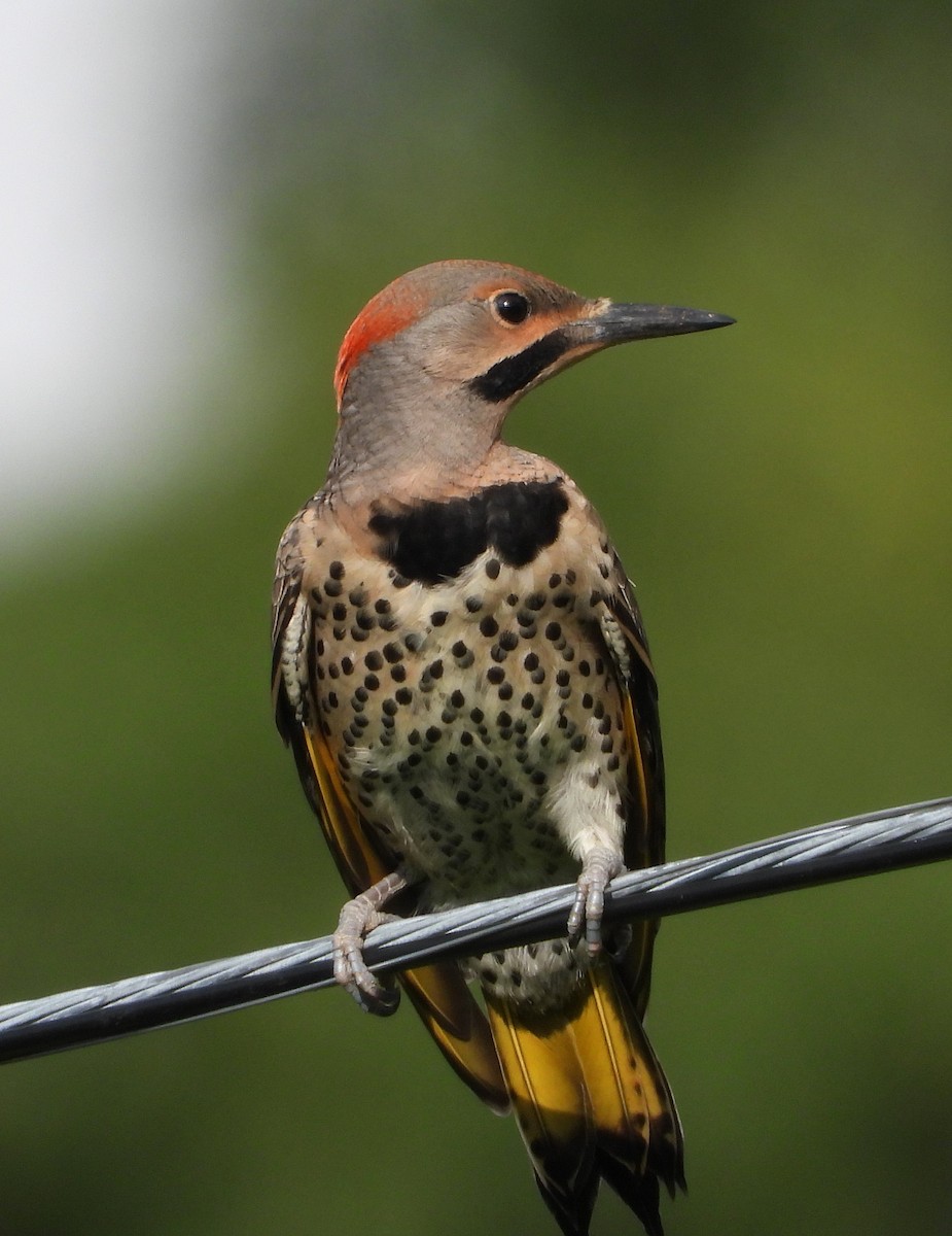 Northern Flicker - ML638903305