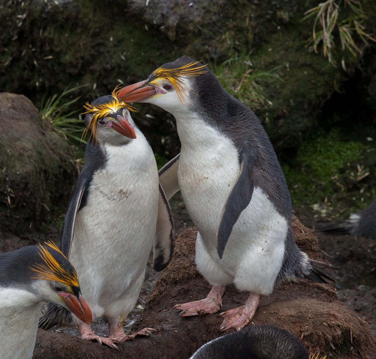 ロイヤルペンギン - ML63890331