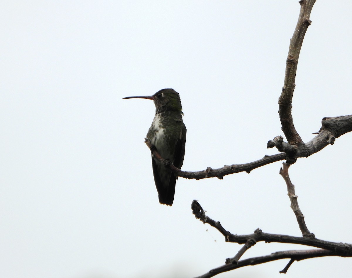 Glittering-throated Emerald - ML638903329
