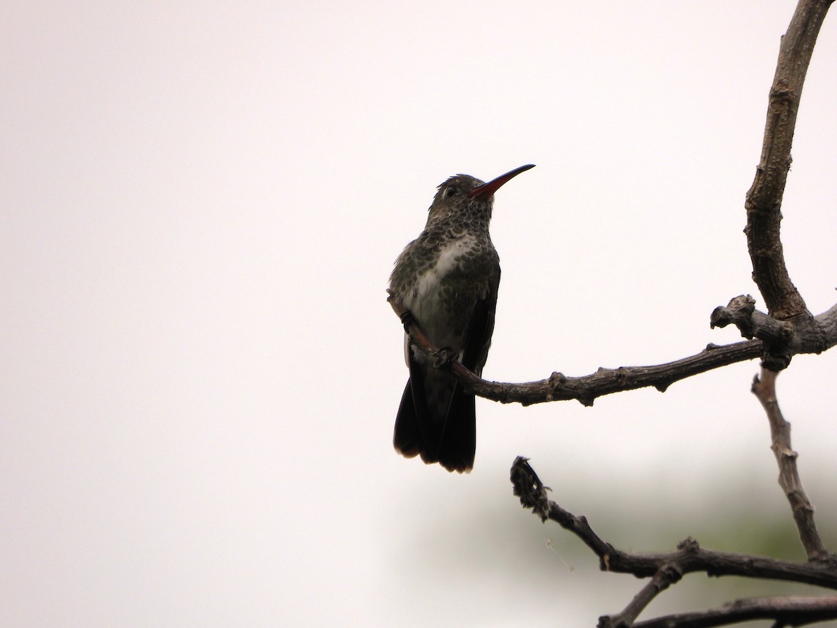 Glittering-throated Emerald - ML638903331