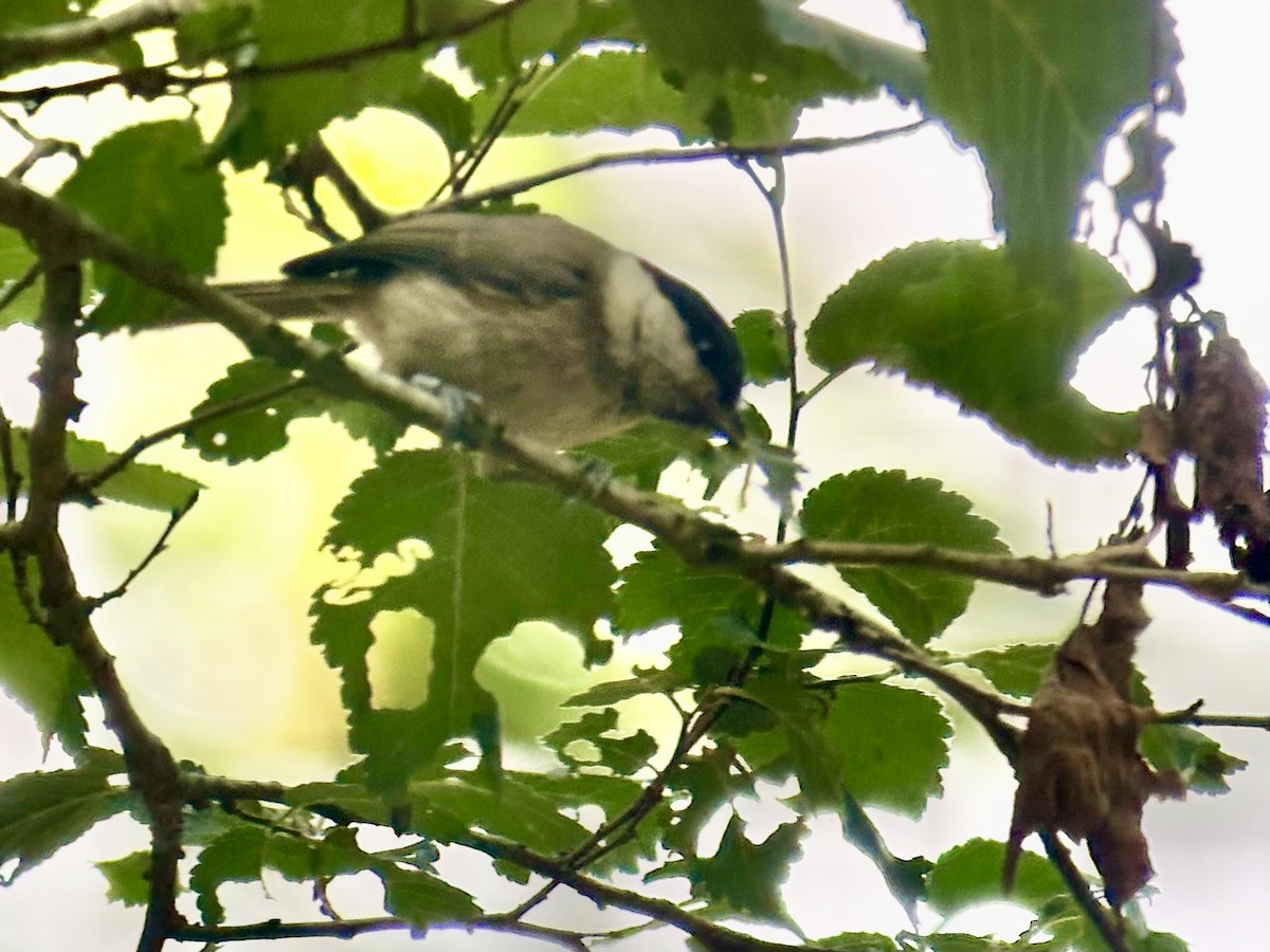 Marsh Tit - ML638903333