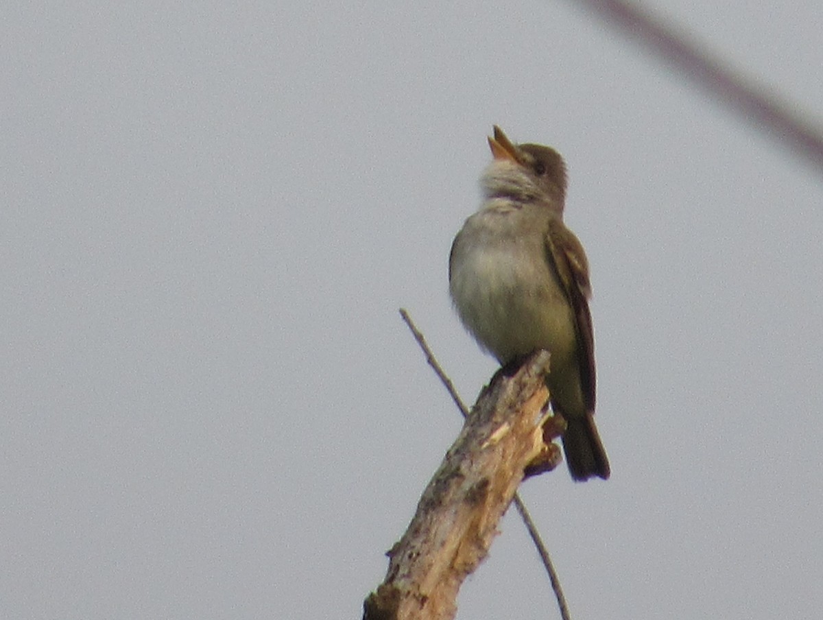 Willow Flycatcher - ML638903336