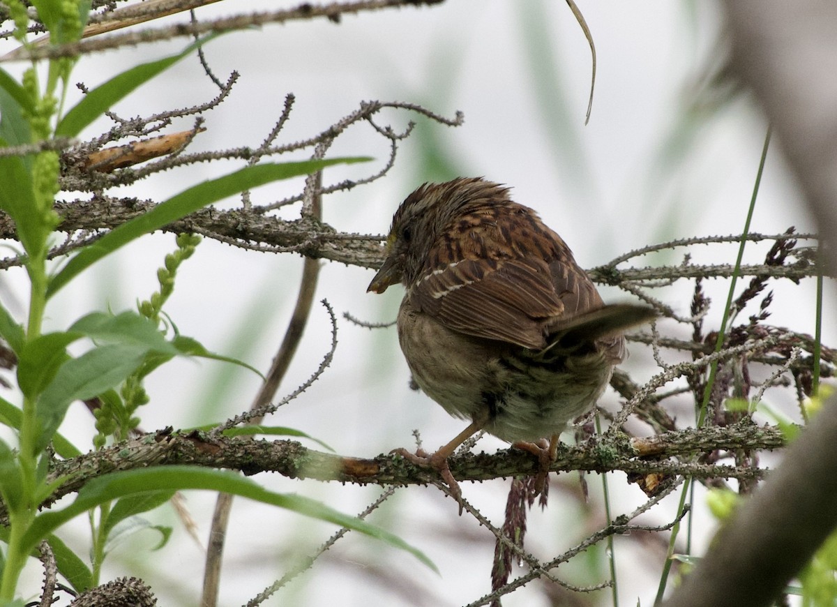 White-throated Sparrow - ML638903377