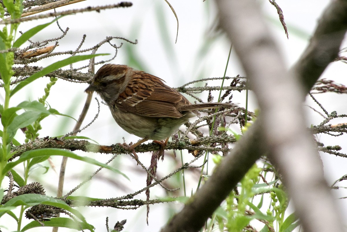 White-throated Sparrow - ML638903378