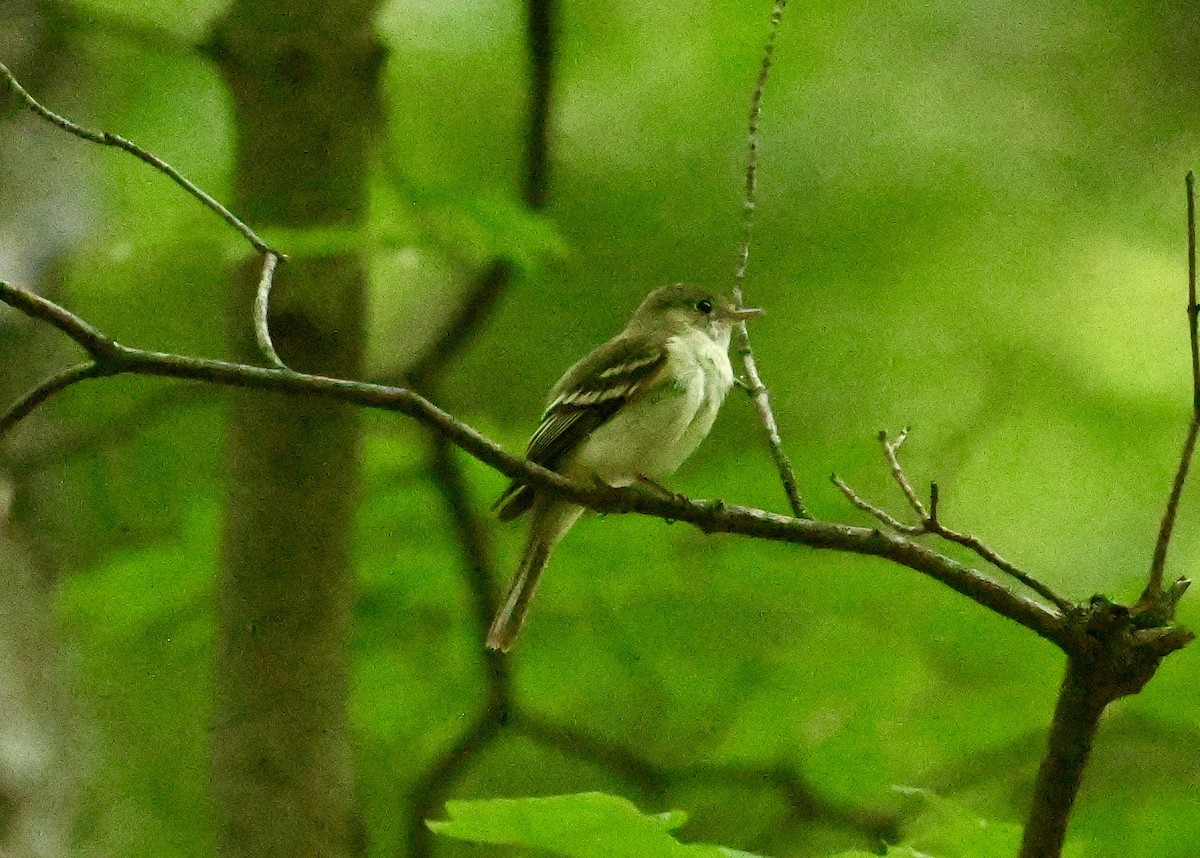 Acadian Flycatcher - ML638903401