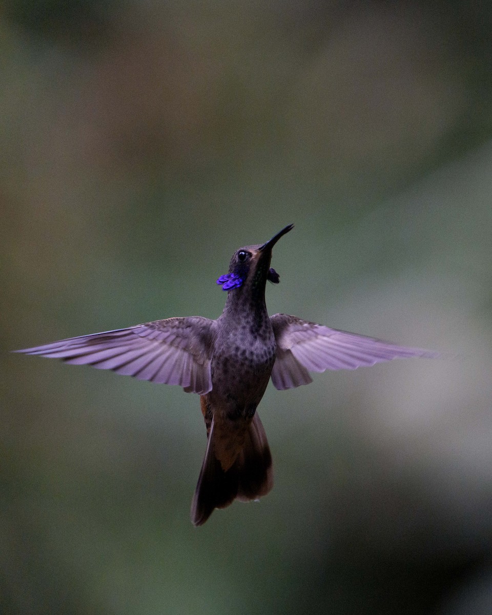 Brown Violetear - ML638903409