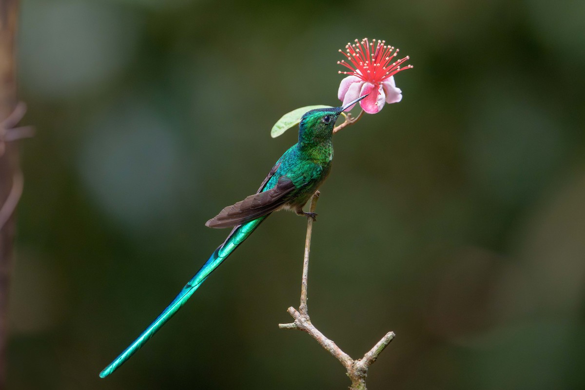 Long-tailed Sylph - ML638903410