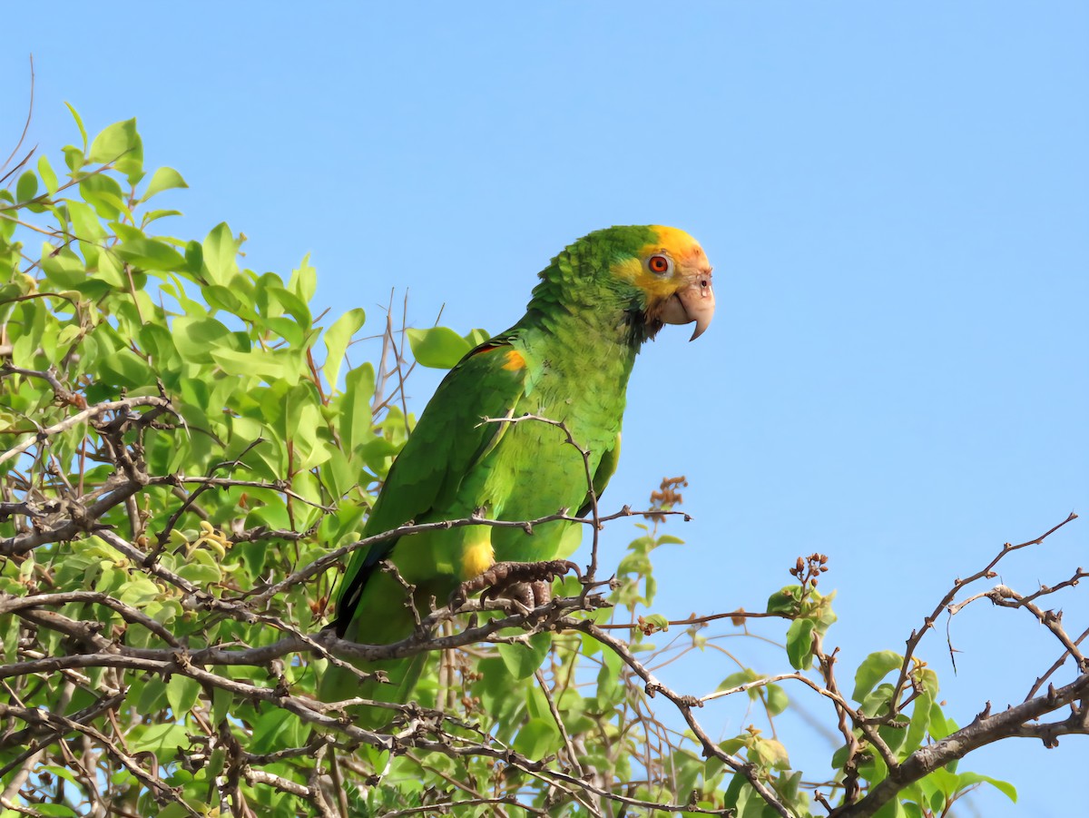 Yellow-shouldered Amazon - ML638903421