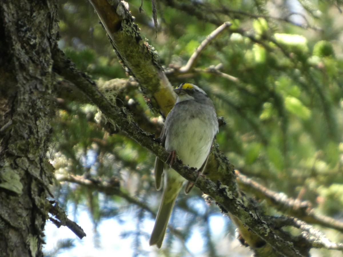 White-throated Sparrow - ML638903426