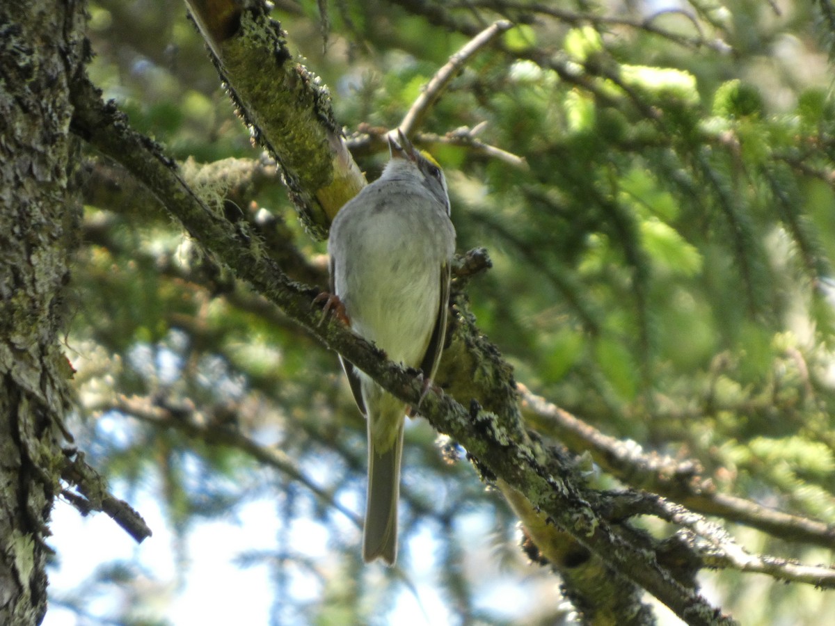 White-throated Sparrow - ML638903427