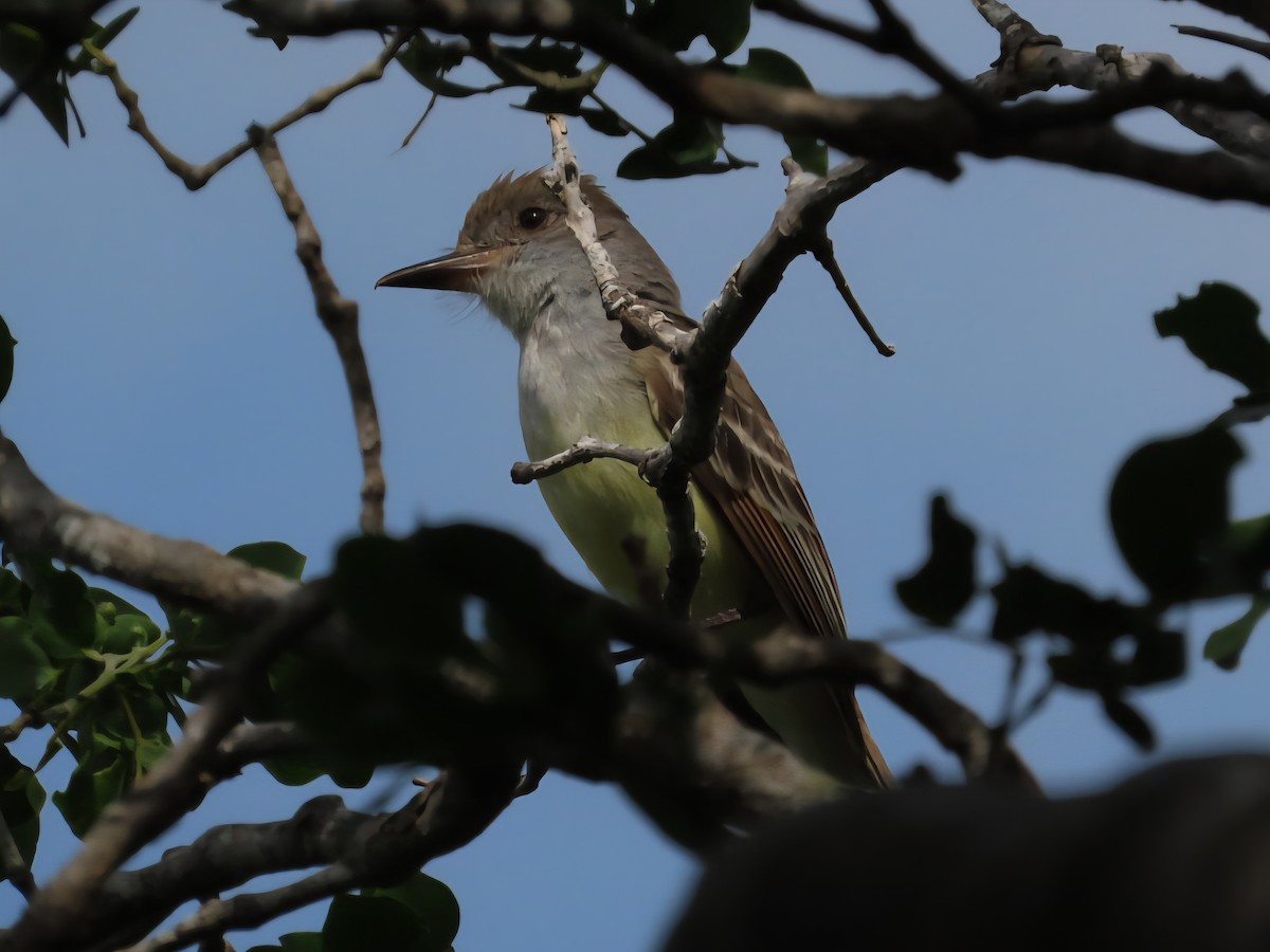 Brown-crested Flycatcher - ML638903434