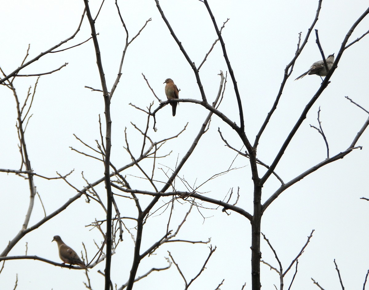 Eared Dove - ML638903437