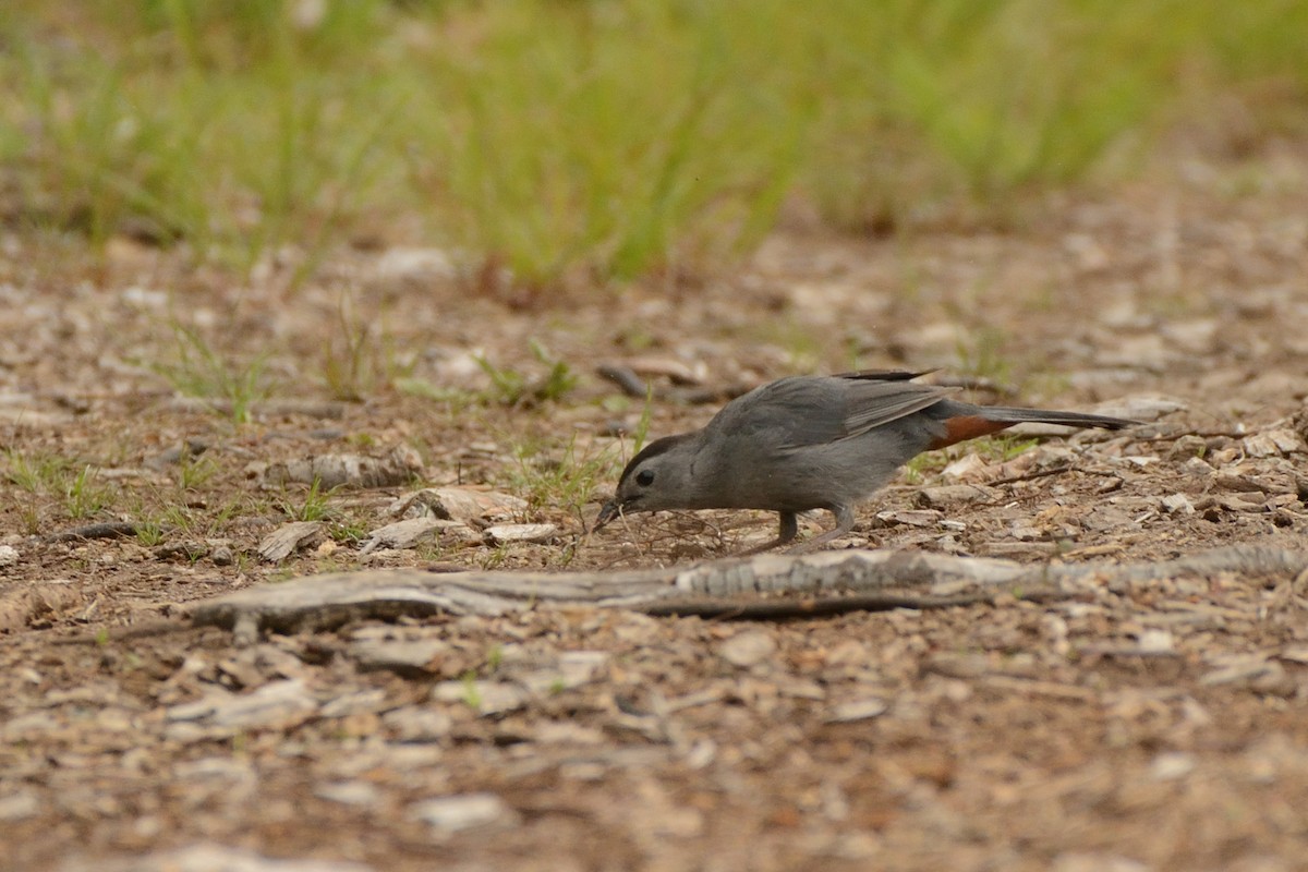 Gray Catbird - ML638903440