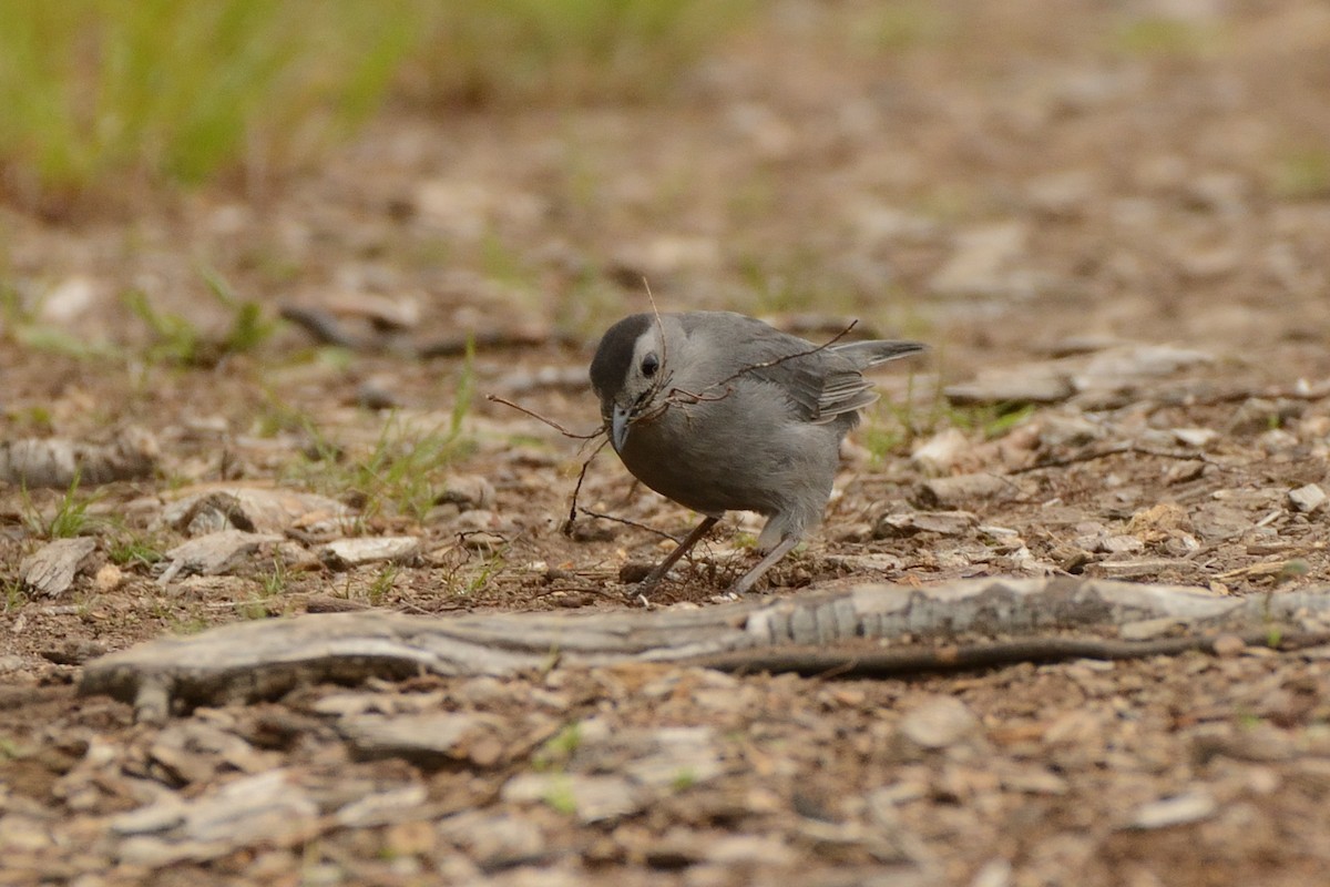 Gray Catbird - ML638903441