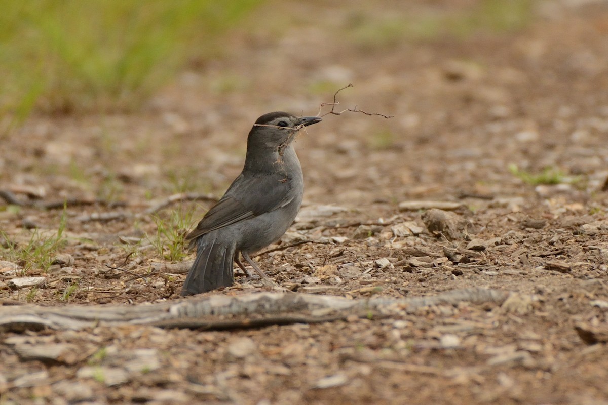 Gray Catbird - ML638903442