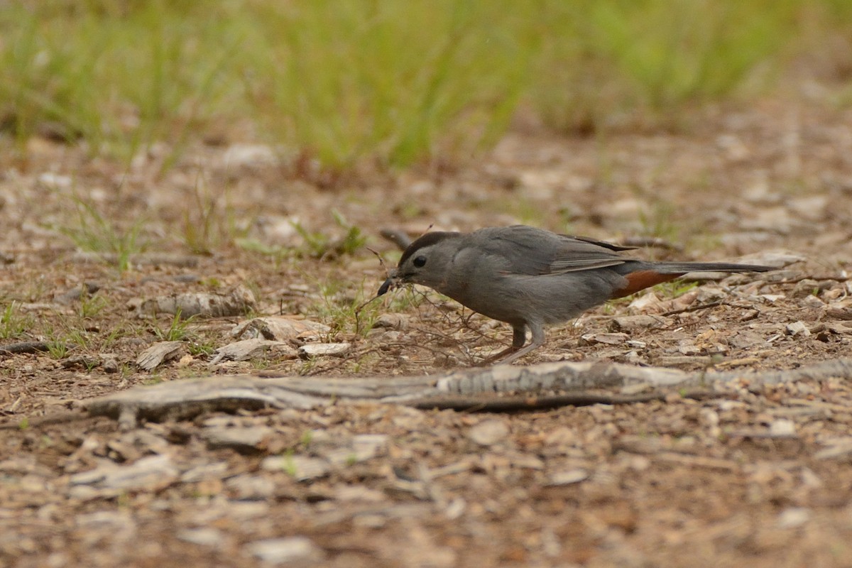 Gray Catbird - ML638903447