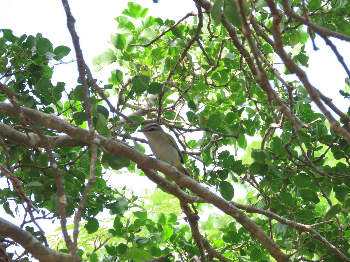 Black-whiskered Vireo - ML638903450