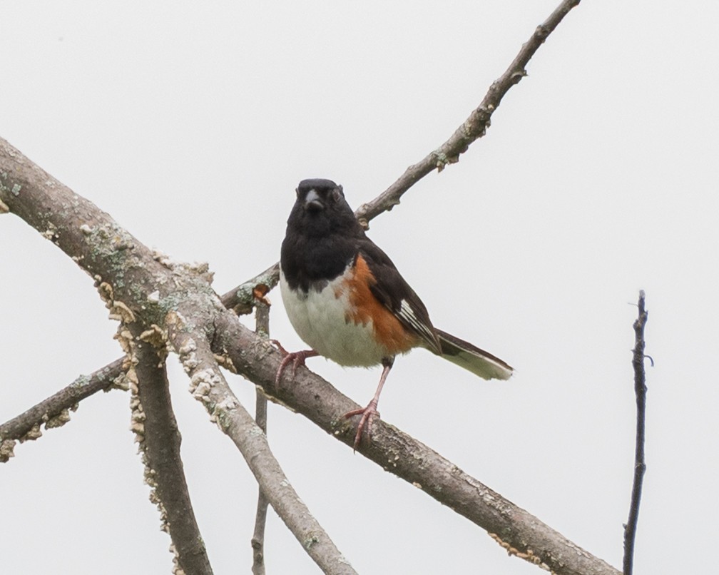 Eastern Towhee - ML638903476