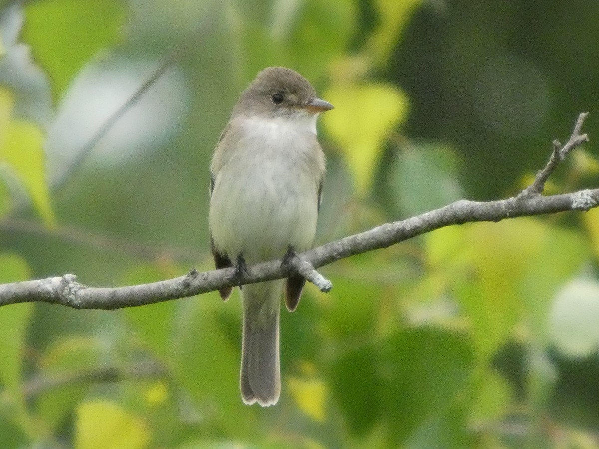 Alder Flycatcher - ML638903490